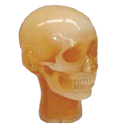 Dental Radiography Head Phantom